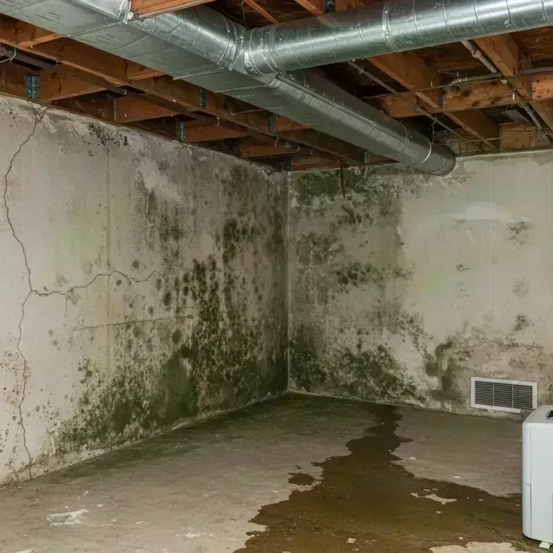 Professional Mold Removal in Purcellville, VA